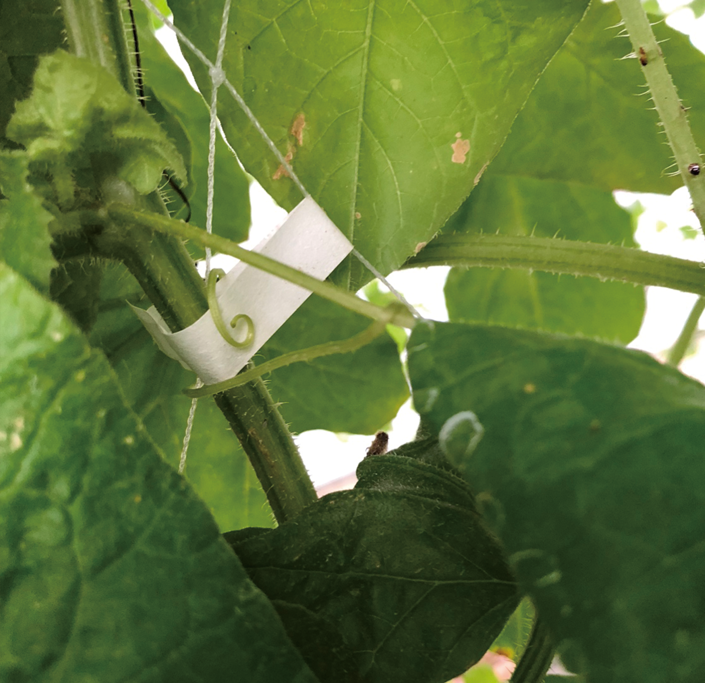 TAPE-P13W Paper tape